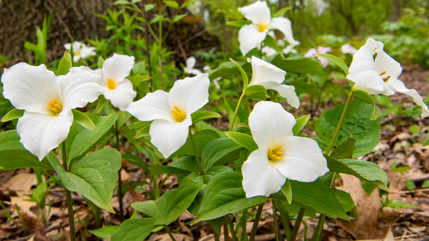 trillium