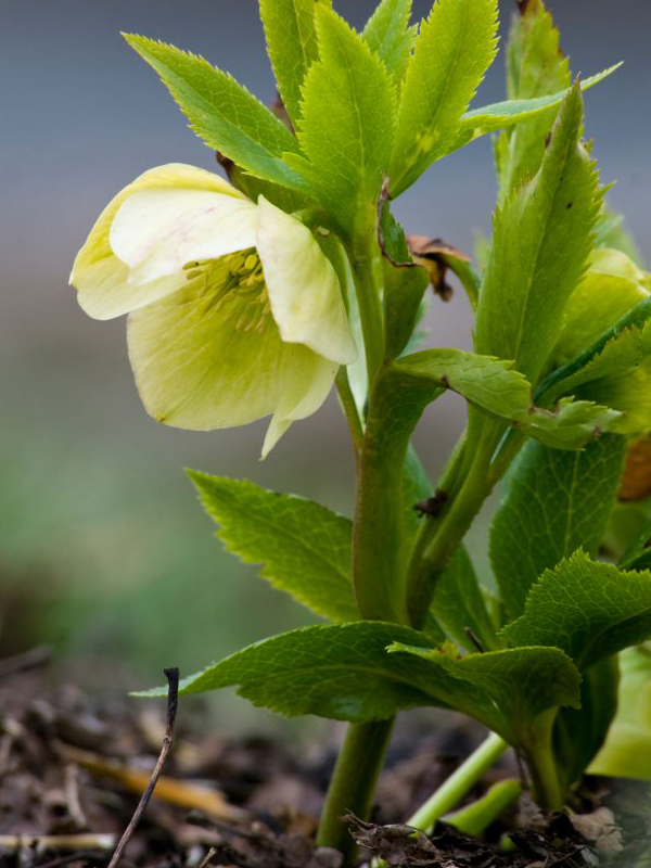 Caucasus hellebore