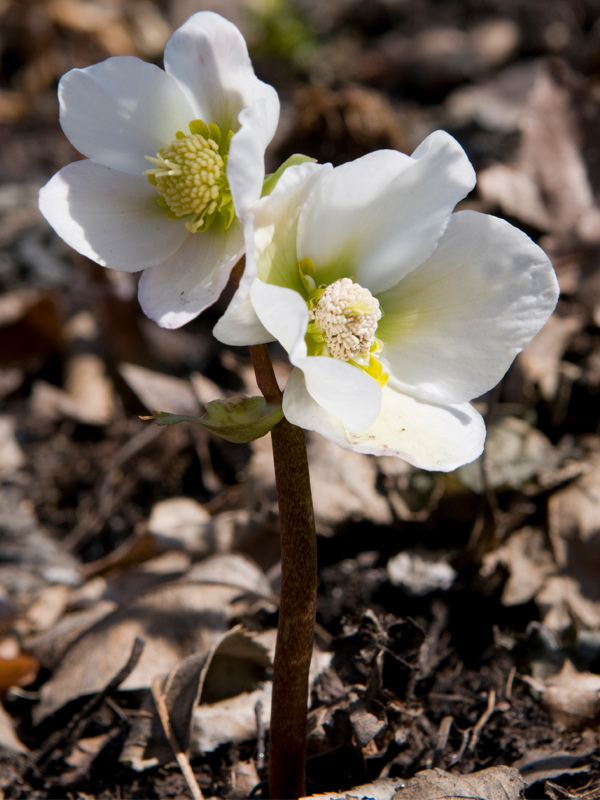 Christmas rose (Helleborus niger) 