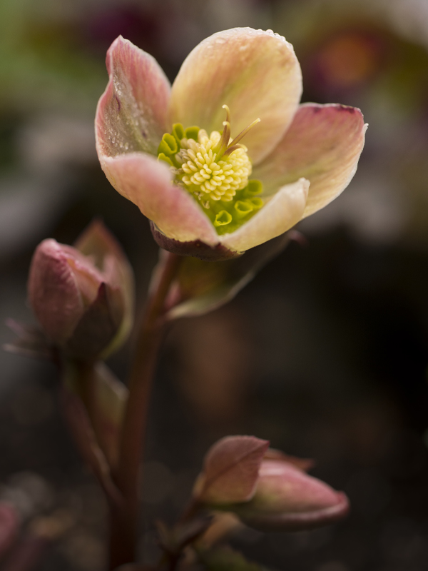 Helleborus 'Walhelivor