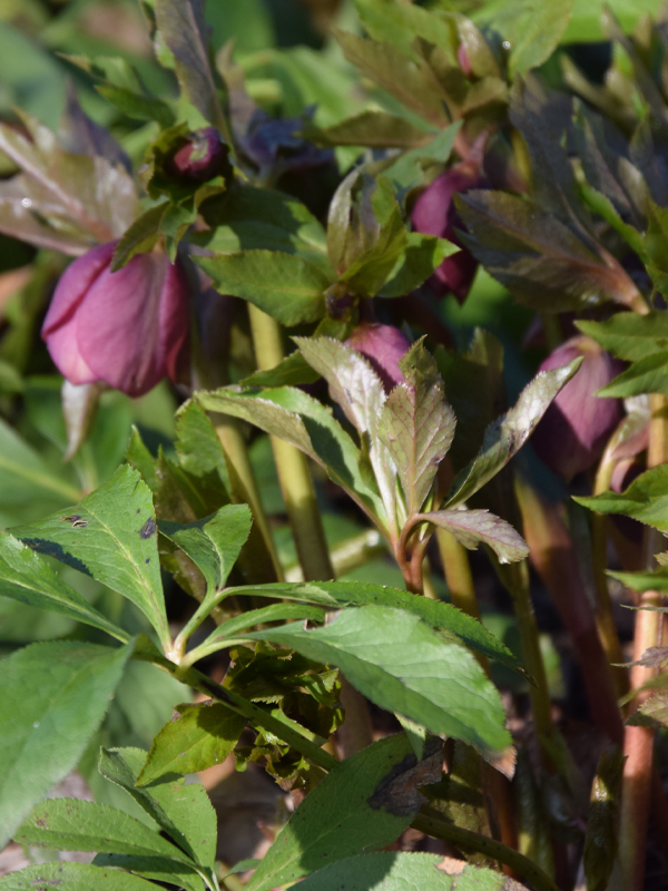 Lenten rose (Helleborus orientalis) 