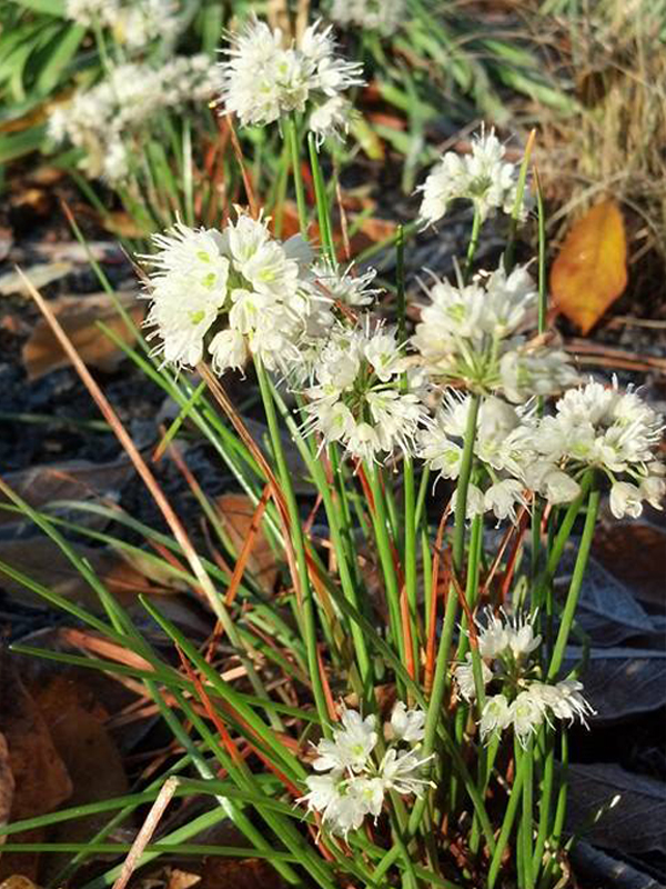 Allium thunbergii ‘Ozawa Alba’