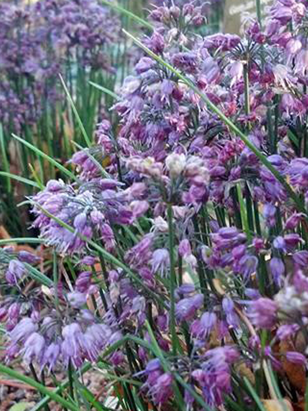 Allium thunbergii ‘Ozawa’