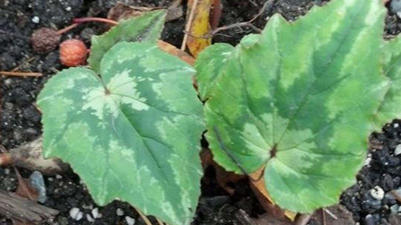 Cyclamen hederifolium ssp. crassifolium