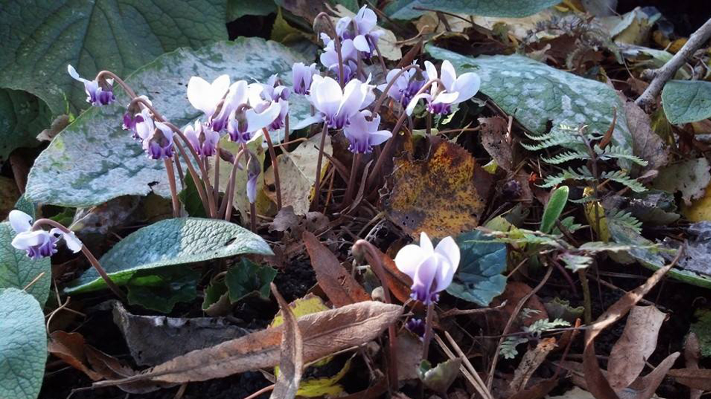 Cyclamen hederifolium