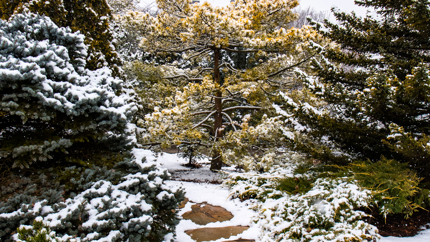 winter conifers