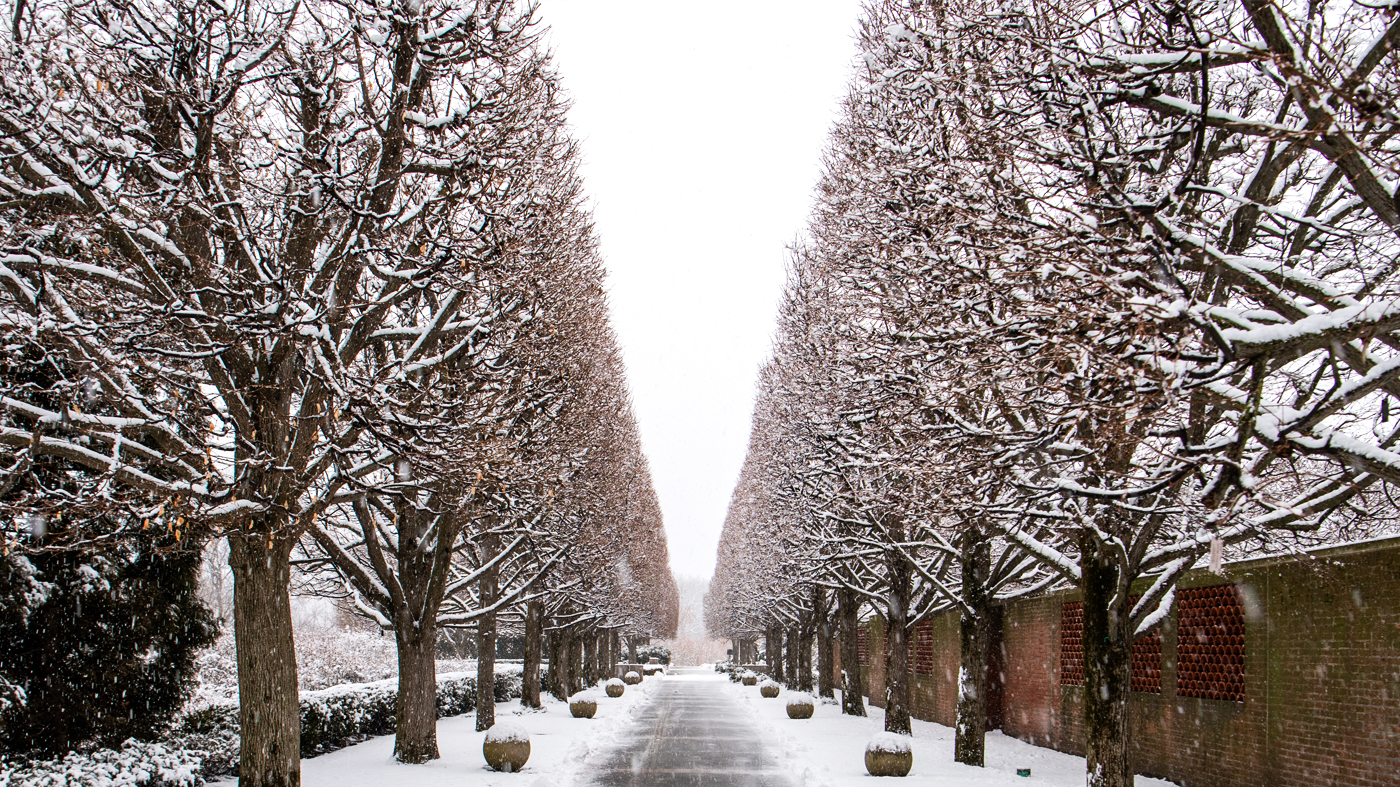 winter trees