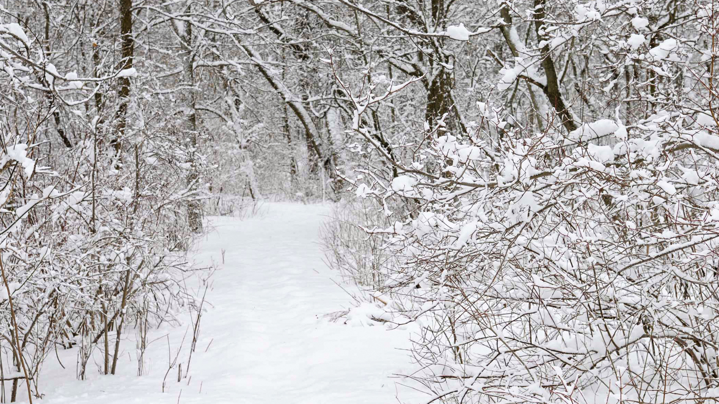 winter woods