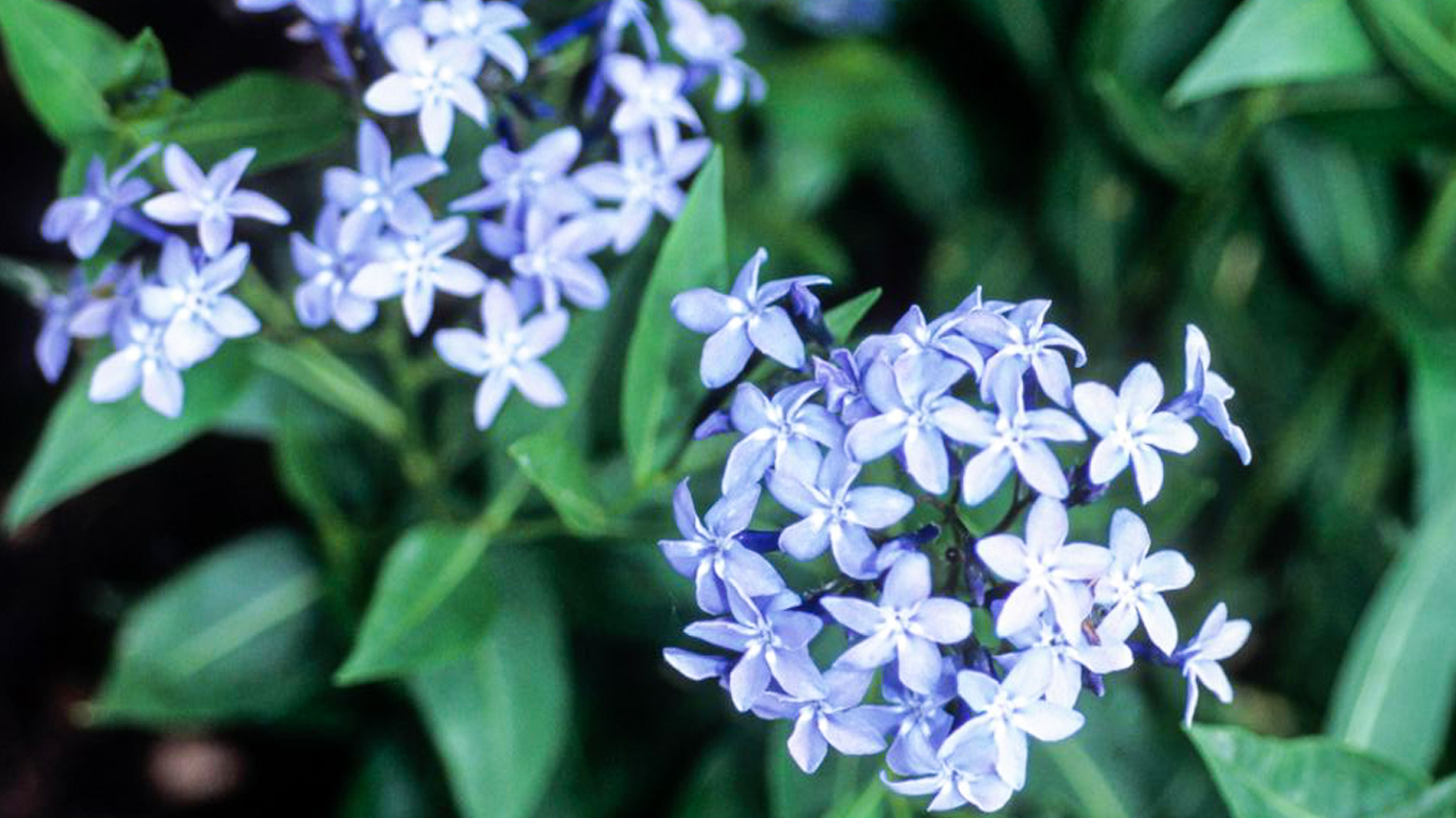 amsonia_tabernaemontana_blue_ice--blue_ice_blue_star