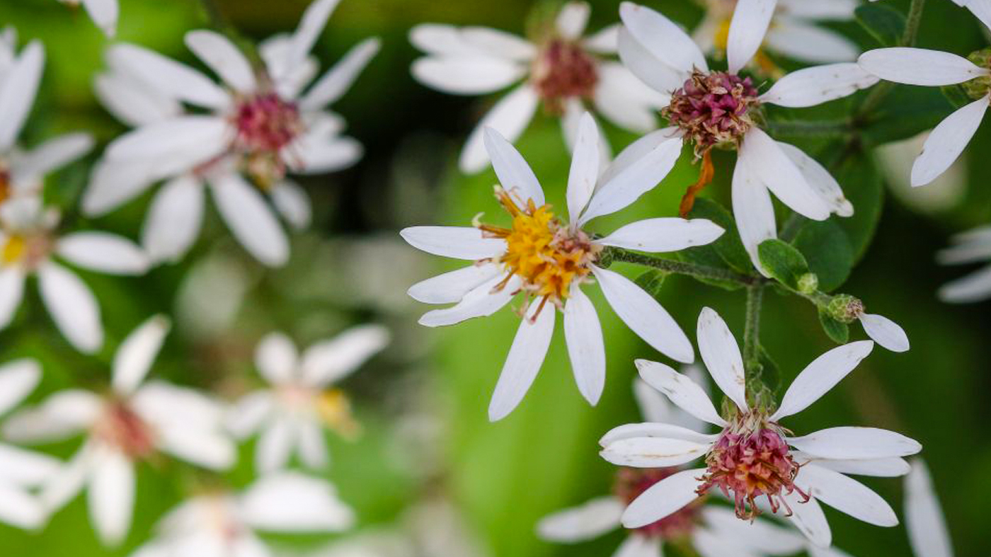 Woodland Aster