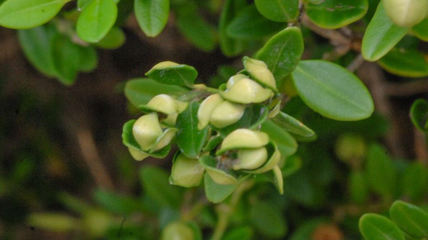 boxwood winter green