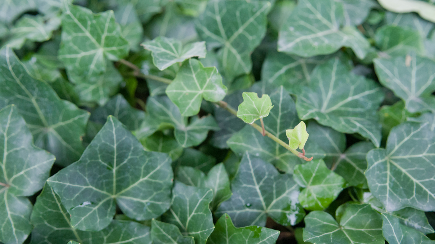 english ivy