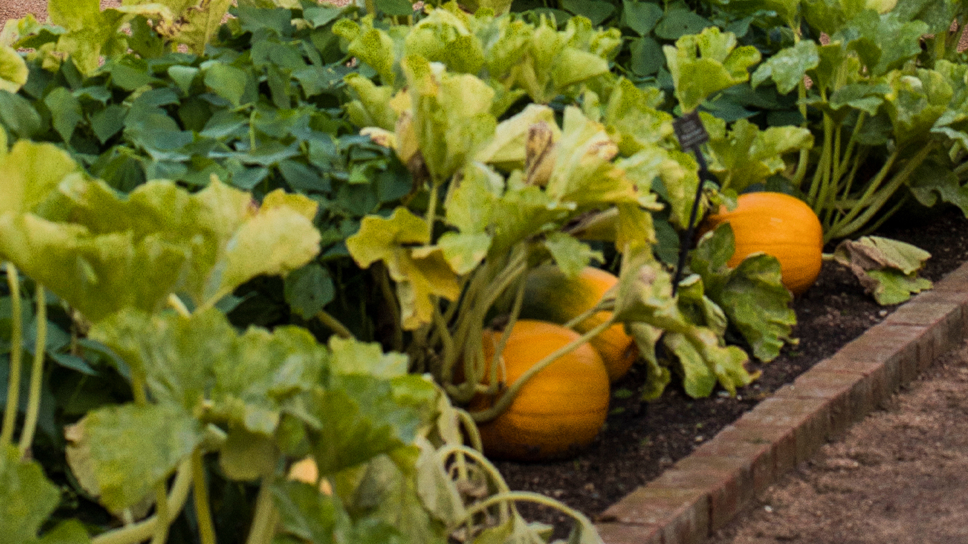 pumpkin garden