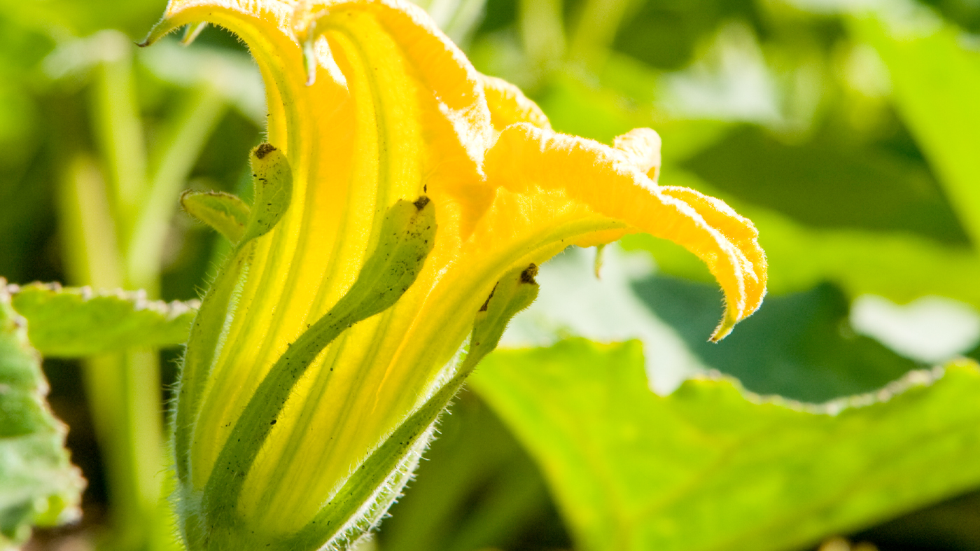 squash flower