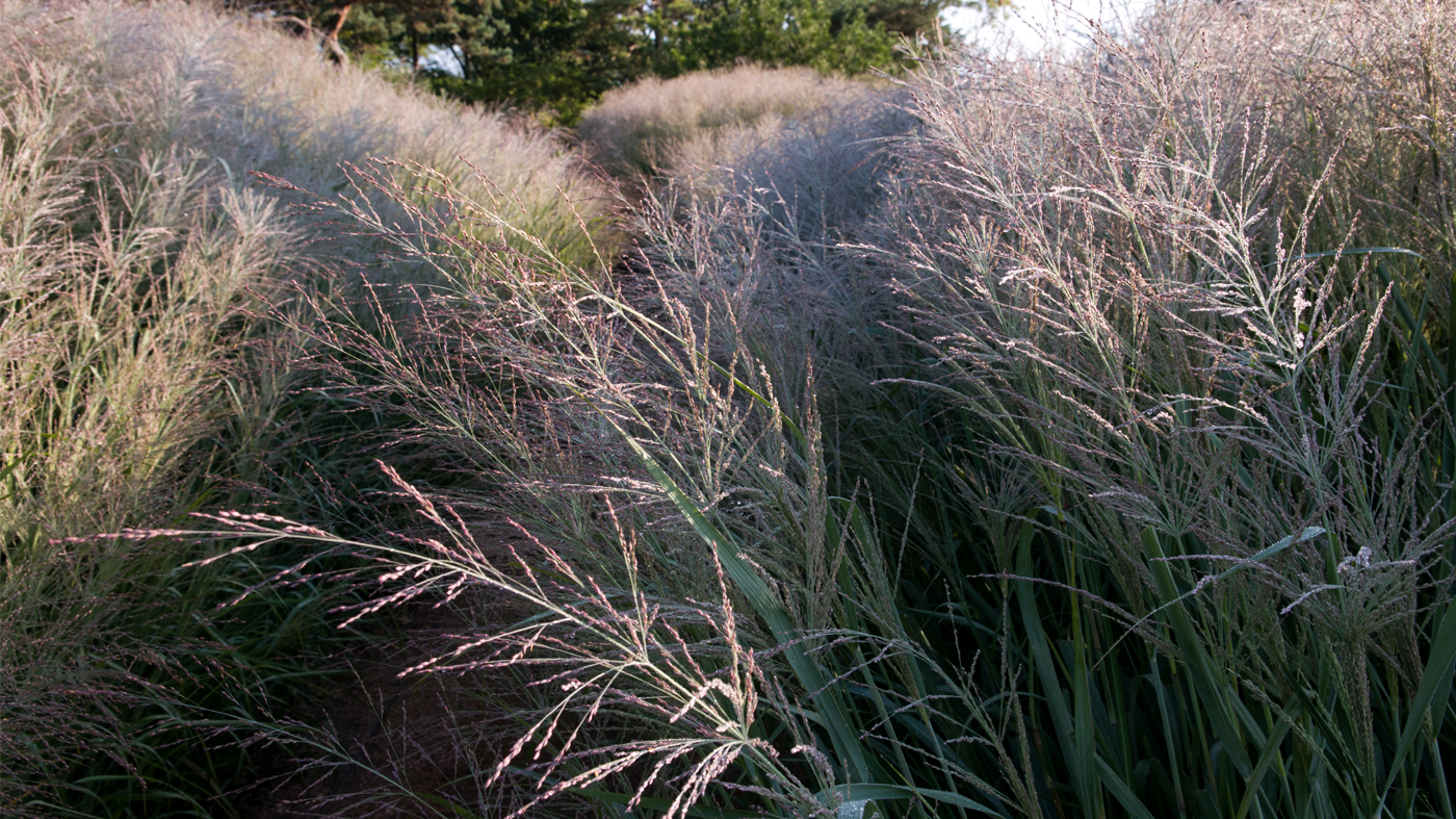 Evening Island Dallas Blue grass