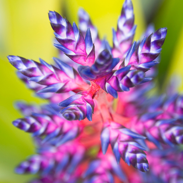 Bromeliad