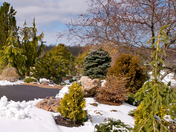 Dwarf Conifer Garden