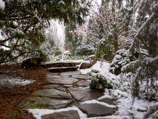 Dwarf Conifer Garden