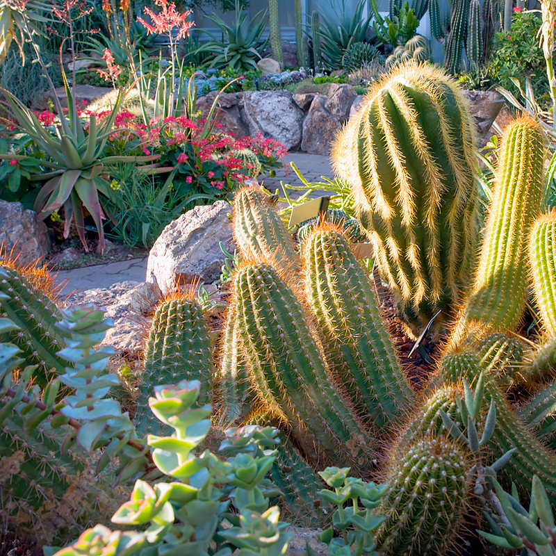 Arid Greenhouse