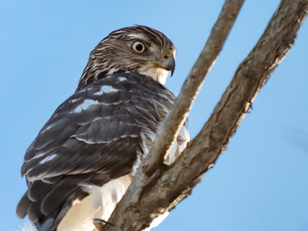 Winter Birding