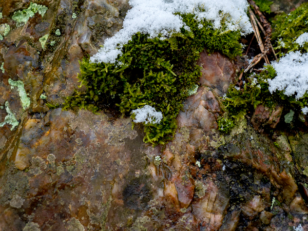 Winter Moss