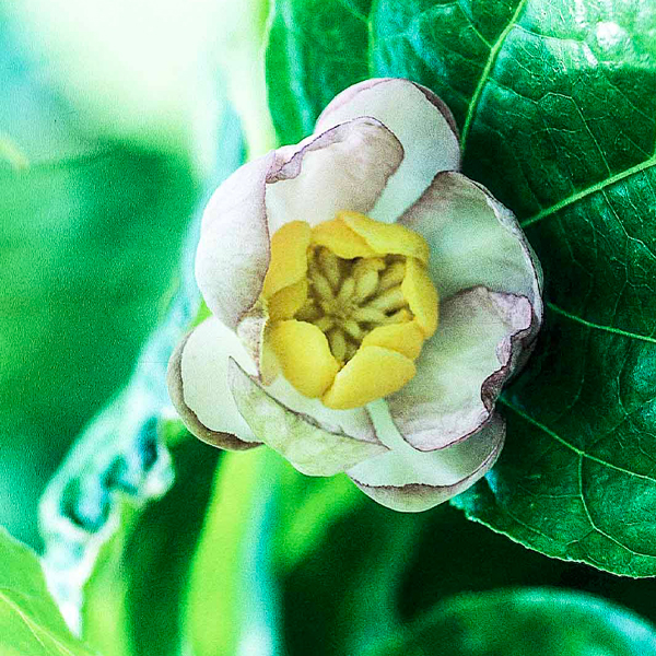 Calycanthus chinensis