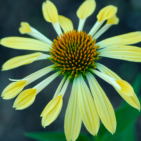 Echinacea BIG SKY™ ‘Sunrise’