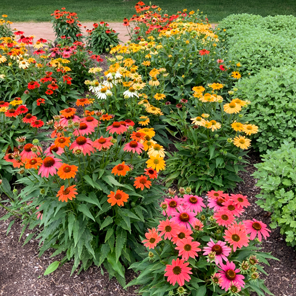 Echinacea ‘Cheyenne Spirit’