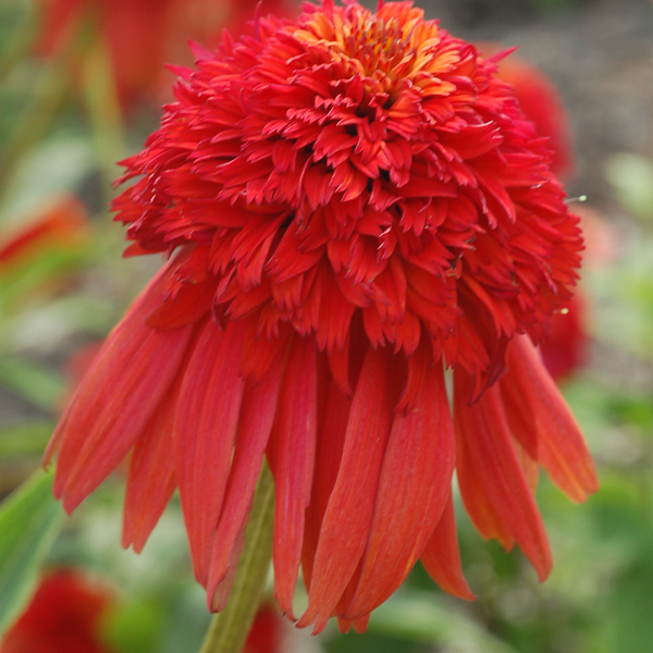 Echinacea ‘Hot Papaya’