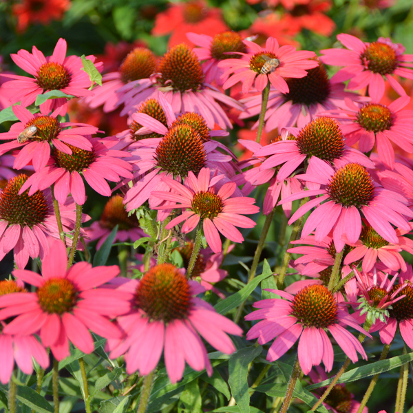 Echinacea KISMET™ Raspberry