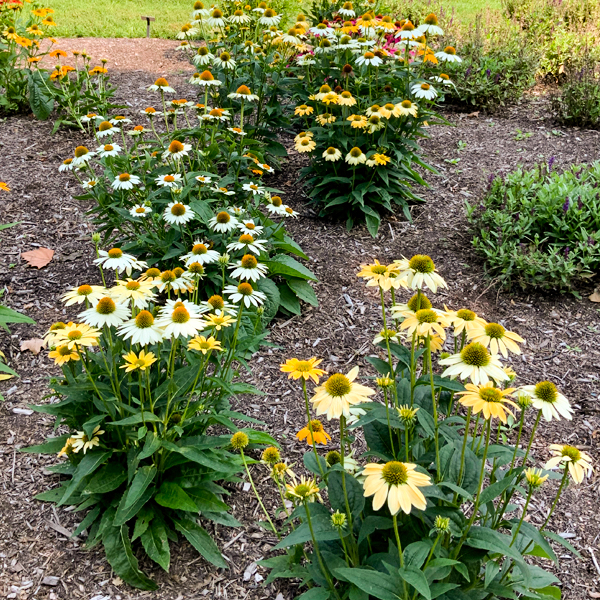 Echinacea ‘Mellow Yellows’