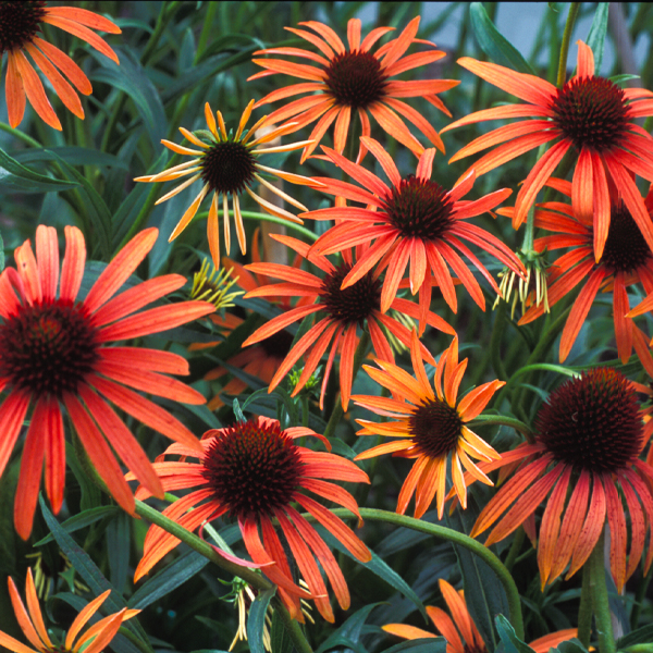 Echinacea ORANGE MEADOWBRITE