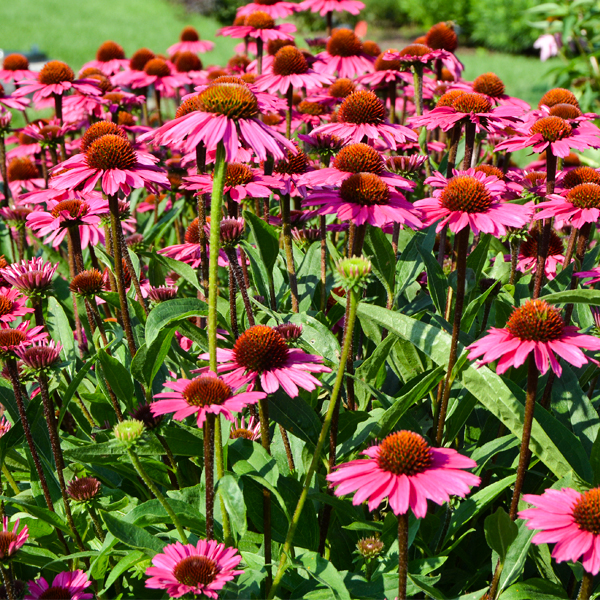 12 Echinacea 'Sensation Pink'