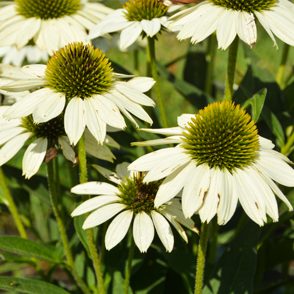 Echinacea 'TNECHKW'