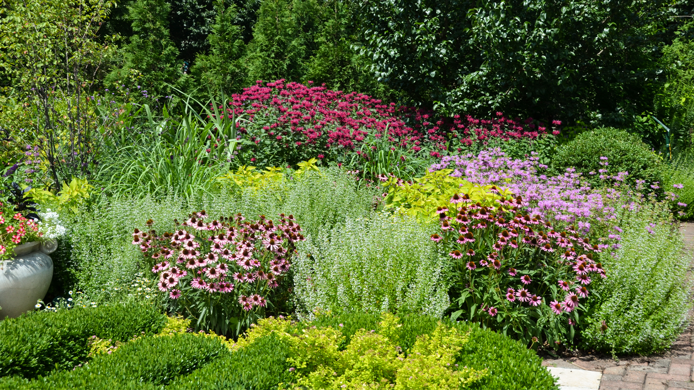 Purple coneflowers at Olbrich Botanical Gardens, Madison, Wisconsin