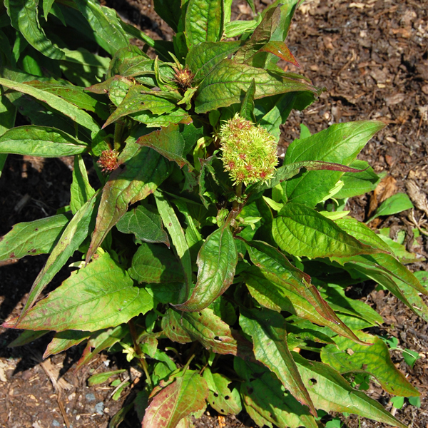 Aster yellows