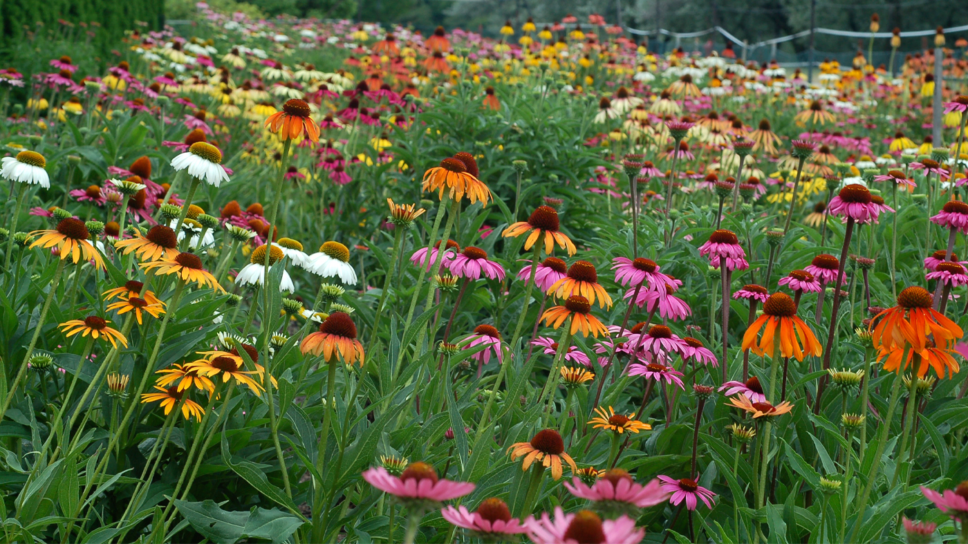 Breeding beds at Chicago Botanic Garden 2002