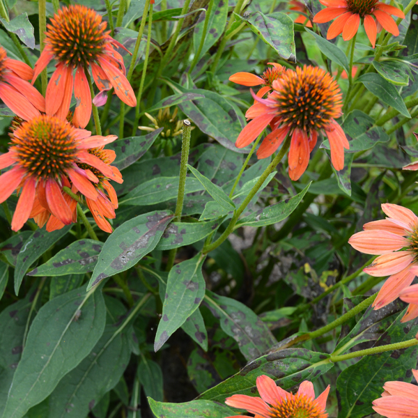 Leaf spotting on coneflower