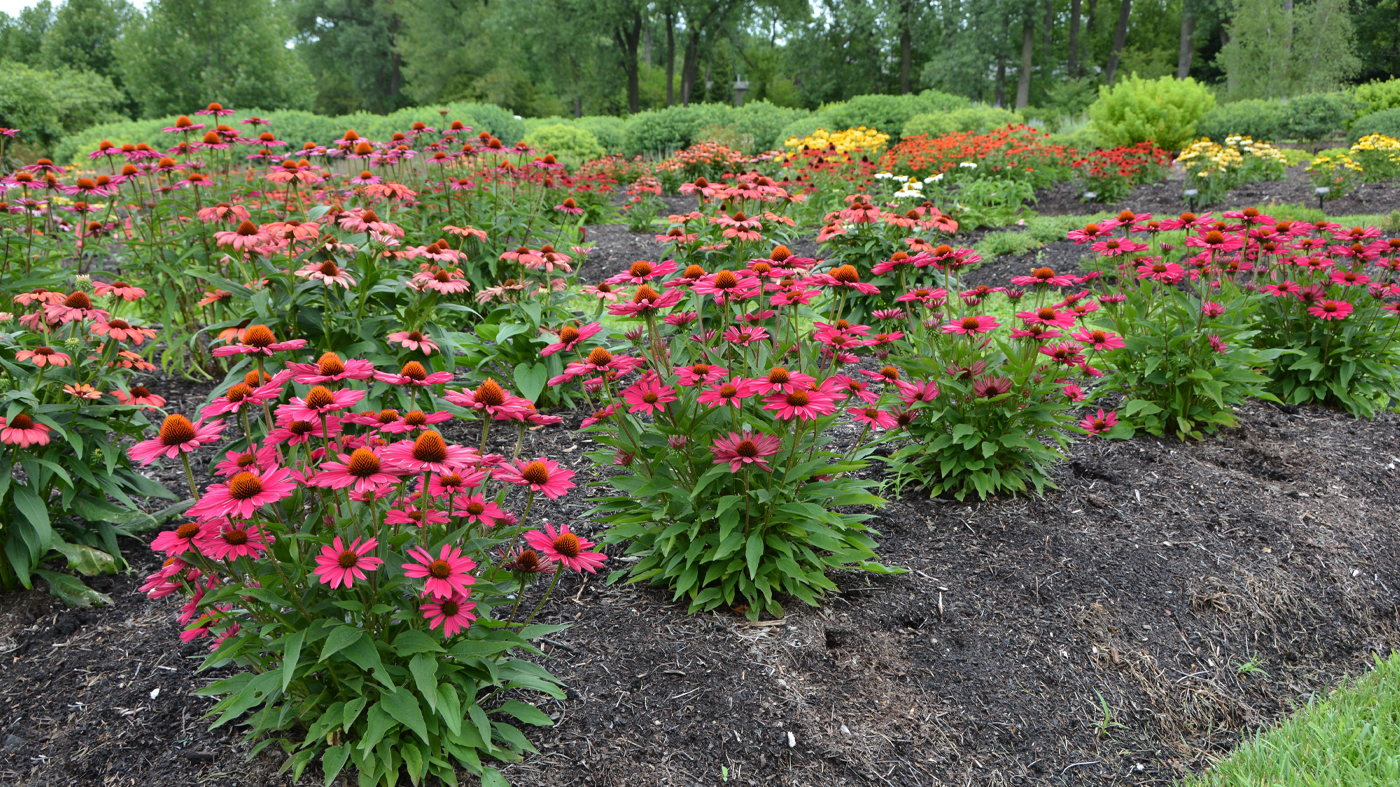 Coneflower trial at Chicago Botanic Garden 2023