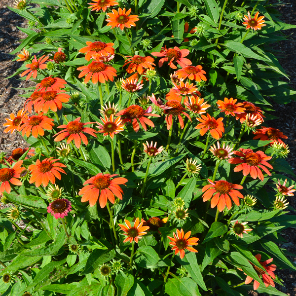 Echinacea SOMBRERO® Flamenco Orange [‘Balsomenco’]