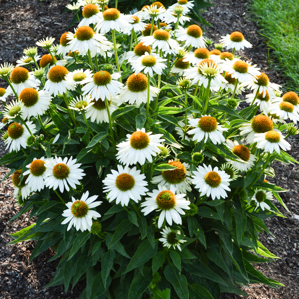 Echinacea SOMBRERO Blanco 