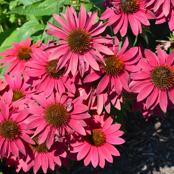 15 Echinacea 'Balsomtresgo'