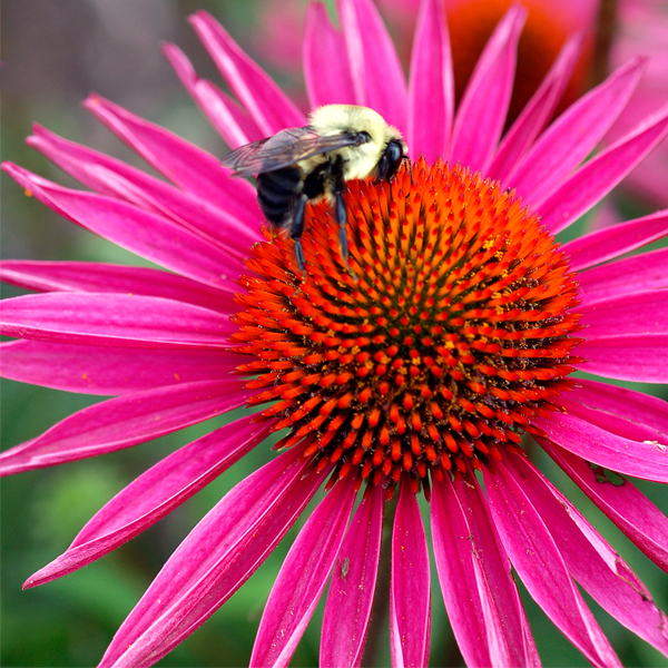 Bee on Echinacea ‘Pica Bella’