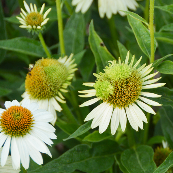 echinacea mites