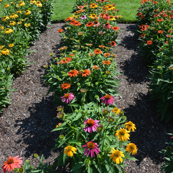 Multiple seedlings within orignal plants