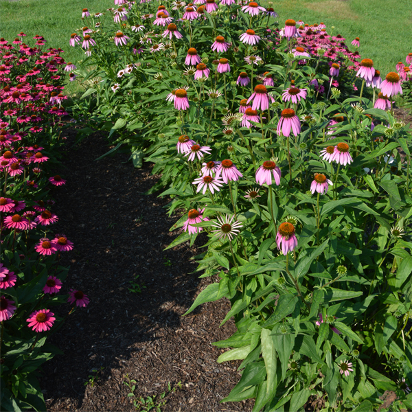 Seed-grown Echinacea purpurea ‘Starlight’