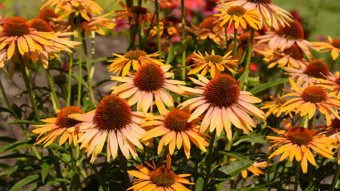 echinacea big kahuna