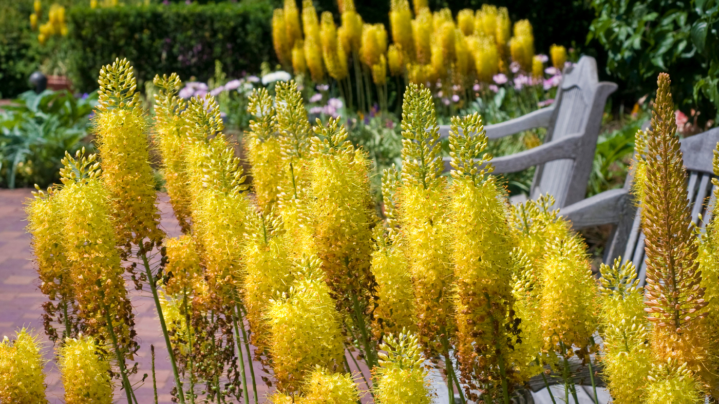 foxtail lily