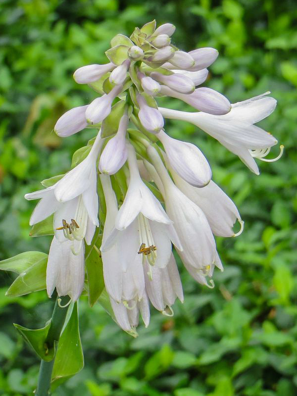 hosta blue angel