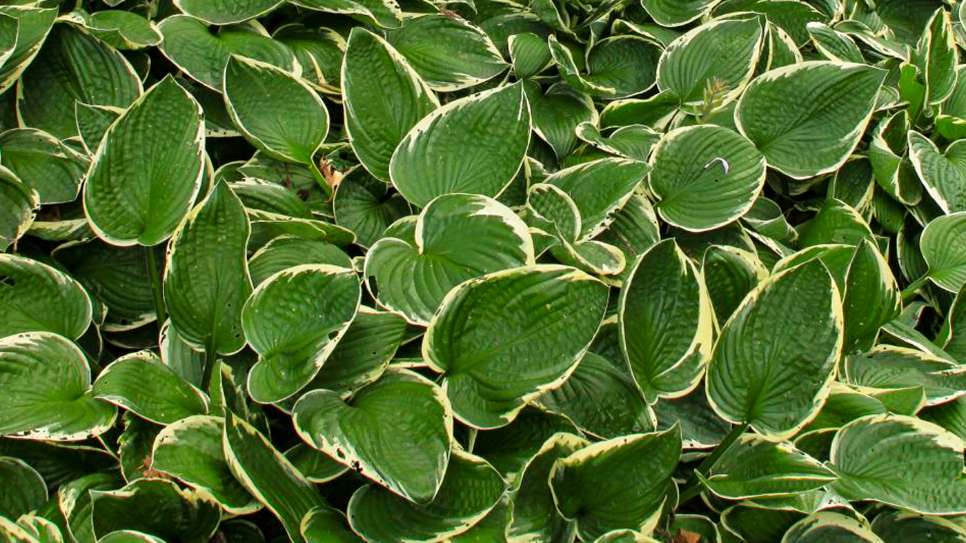 PHOTO: hosta